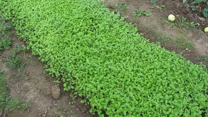 Scegliere il miglior concime verde per i cetrioli in autunno per serre e terreni aperti