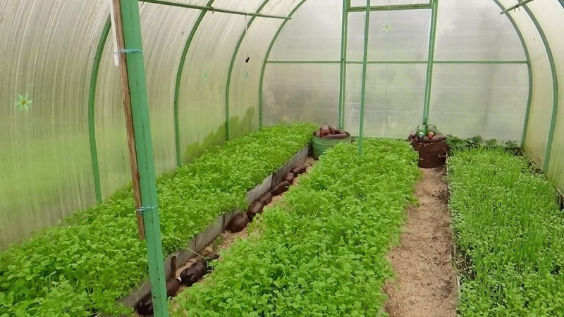 Ang pagpili ng pinakamahusay na berdeng pataba para sa mga pipino sa taglagas para sa mga greenhouse at bukas na lupa