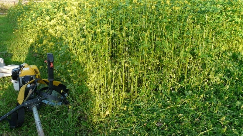 Wybór najlepszego zielonego nawozu dla ogórków jesienią do szklarni i na otwartym terenie