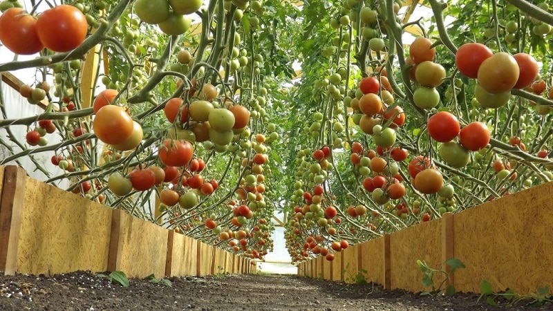 Tomates altos y de alto rendimiento para invernadero: las mejores variedades y ayuda para elegir la adecuada para usted