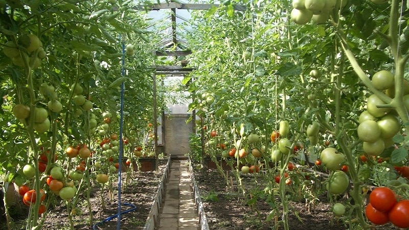 Matatangkad, mataas na ani na mga kamatis para sa mga greenhouse: ang pinakamahusay na mga varieties at tulong sa pagpili ng tama para sa iyo