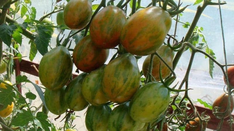 Tomates hautes et à haut rendement pour serres : les meilleures variétés et une aide pour choisir celle qui vous convient