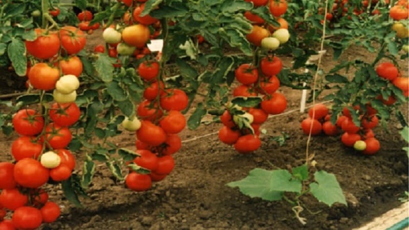 Tomates altos y de alto rendimiento para invernadero: las mejores variedades y ayuda para elegir la adecuada para usted