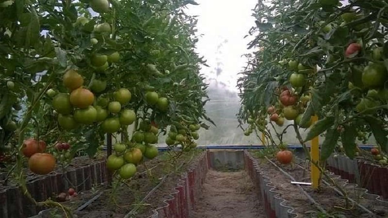 Tomates hautes et à haut rendement pour serres : les meilleures variétés et une aide pour choisir celle qui vous convient