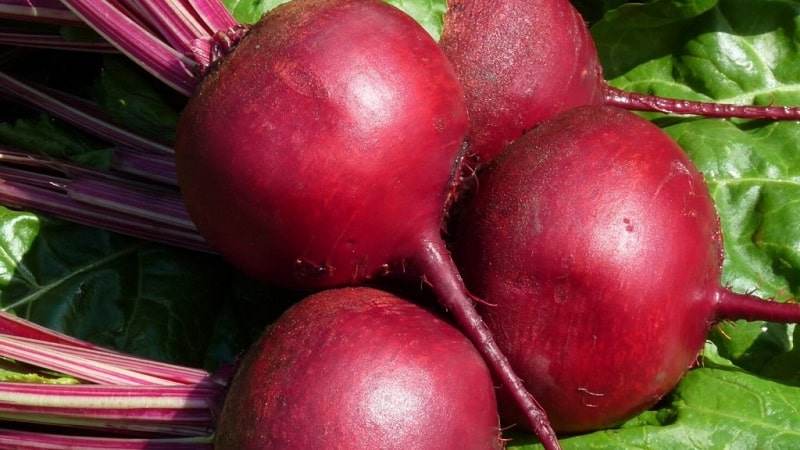 Mataas na ani mula sa mga breeder ng Italyano - Detroit beets: buong pagsusuri at lumalagong mga tagubilin