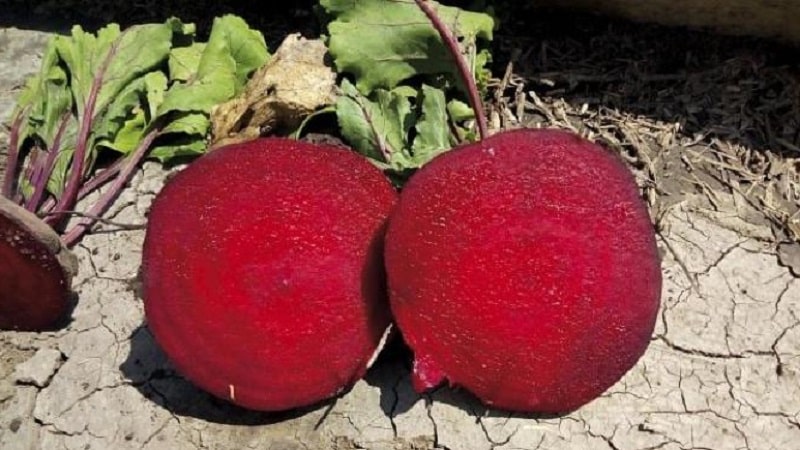 High-yielding variety from Italian breeders - Detroit beets: full review and growing instructions