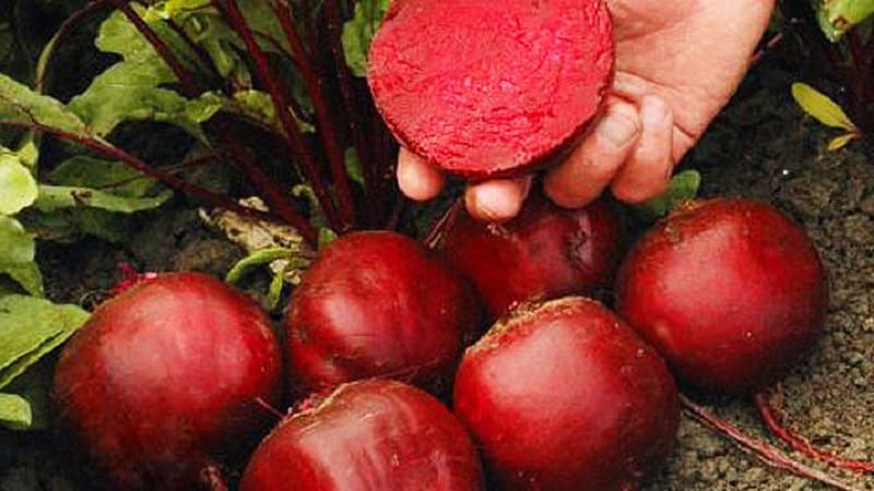 High-yielding variety from Italian breeders - Detroit beets: full review and growing instructions