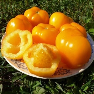 Strahlende, sonnige Medizin direkt aus dem Garten: Welche Vorteile haben gelbe Tomaten und welche Vitamine und Mineralstoffe enthalten sie?