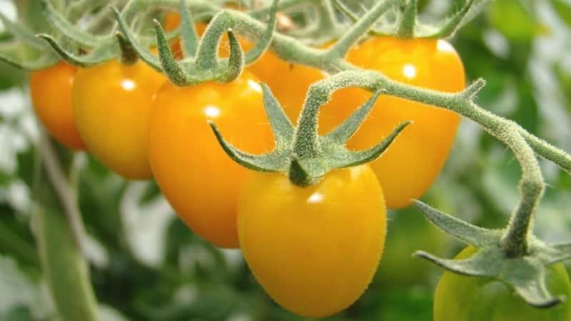 Ubat cerah terang terus dari taman: apakah faedah tomato kuning dan apa vitamin dan mineral yang terkandung di dalamnya