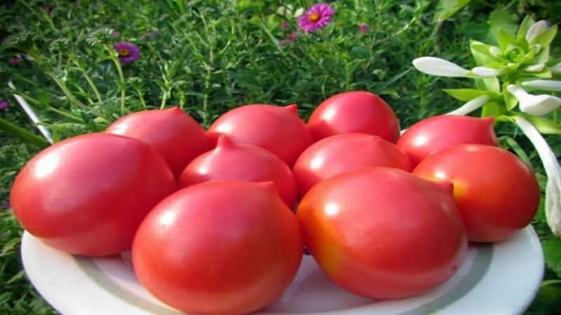 Une ancienne variété de tomates douces de la Volga : un aperçu de la tomate Syzran Pipochka et des subtilités de sa culture