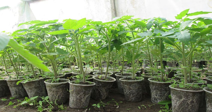 Une ancienne variété de tomates douces de la Volga : un aperçu de la tomate Syzran Pipochka et des subtilités de sa culture