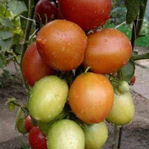 Una antigua variedad de tomates dulces de la región del Volga: una revisión del tomate Syzran Pipochka y las complejidades de su cultivo