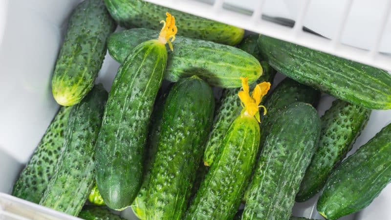 How to store fresh cucumbers so that they do not spoil for as long as possible