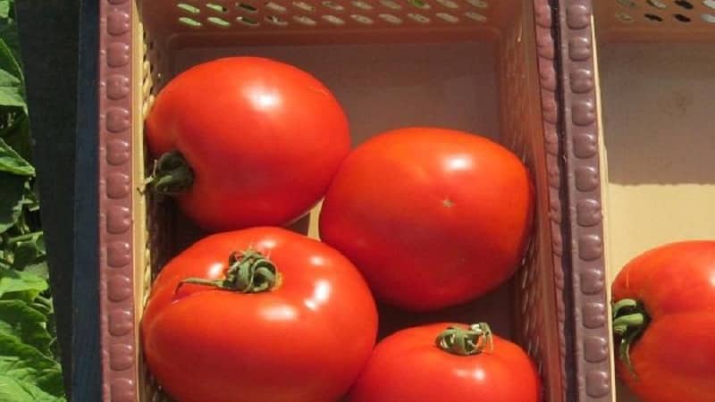 En produktiv hybrid med utmärkt smak - Florida-tomaten och dess fördelar