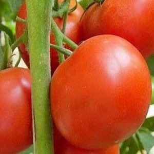 En produktiv hybrid med utmärkt smak - Florida-tomaten och dess fördelar