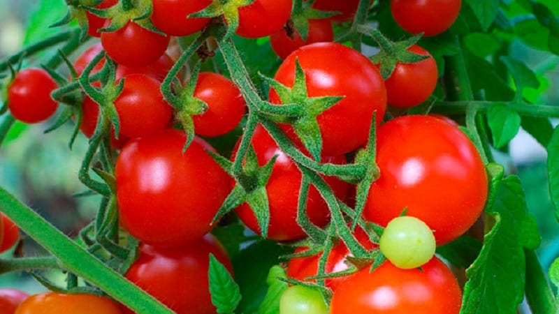 En produktiv hybrid med utmärkt smak - Florida-tomaten och dess fördelar