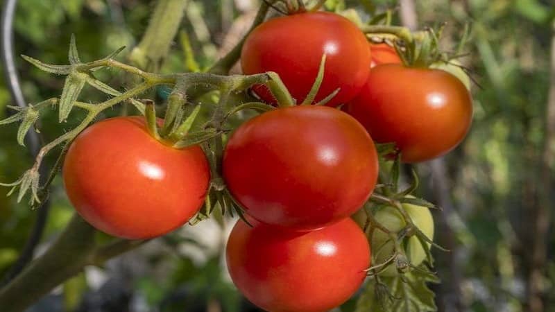 Une récolte précoce et riche pour le plus grand plaisir de tous les résidents d'été - Tomate Polbig