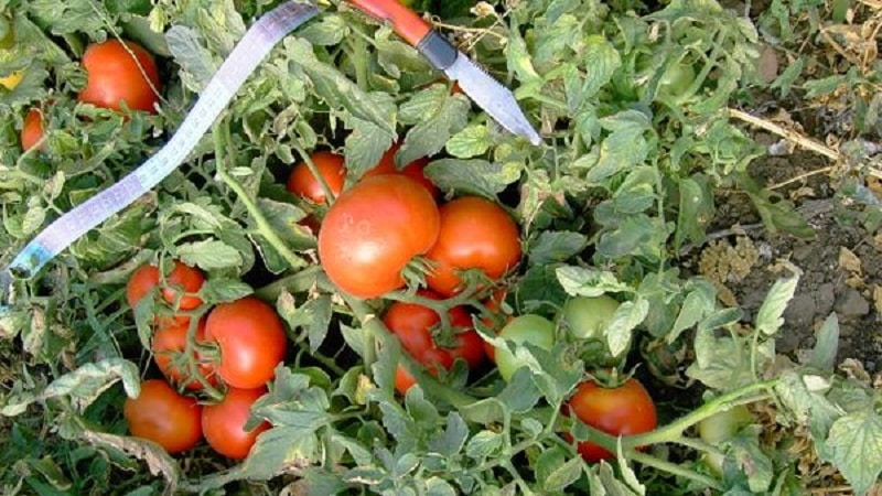 Una rica cosecha temprana para el deleite de todos los veraneantes: tomate Polbig