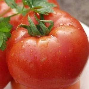 Un raccolto precoce e ricco per la gioia di ogni residente estivo: il pomodoro Polbig