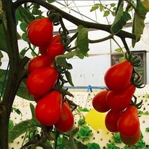 Característiques distintives dels fruits de la varietat de tomàquet pera rosa