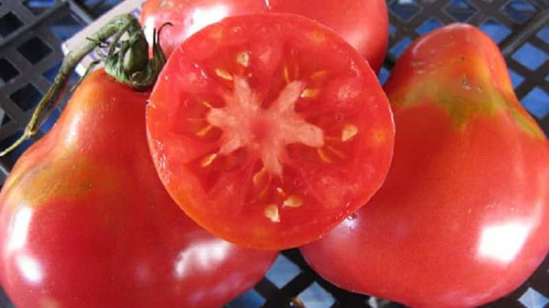 Característiques distintives dels fruits de la varietat de tomàquet pera rosa