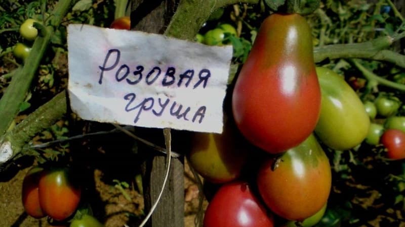 Karakteristiske kjennetegn ved fruktene av tomatsorten Pink Pear