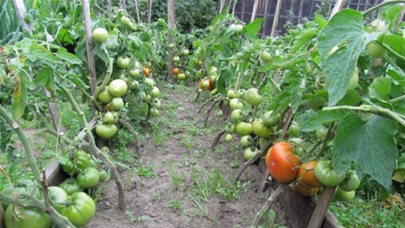 Favoriete tomaten van tuinders: Gastvrije tomaten: we zullen ondanks de weersomstandigheden een rijke oogst telen