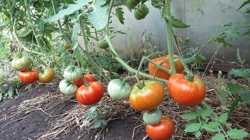 Tomates favoritos dos jardineiros: Tomates hospitaleiros: teremos uma rica colheita, apesar das condições climáticas