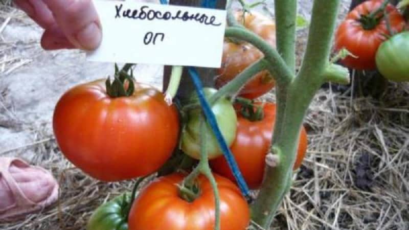 Favoriete tomaten van tuinders: Gastvrije tomaten: we zullen ondanks de weersomstandigheden een rijke oogst telen