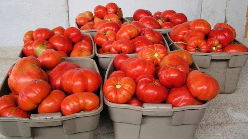 Favoriete tomaten van tuinders: Gastvrije tomaten: we zullen ondanks de weersomstandigheden een rijke oogst telen