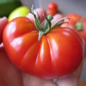 Favoriete tomaten van tuinders: Gastvrije tomaten: we zullen ondanks de weersomstandigheden een rijke oogst telen