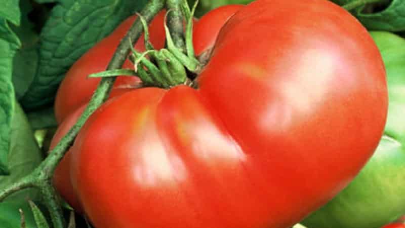 Los tomates favoritos de los jardineros: tomates hospitalarios: obtendremos una rica cosecha, a pesar de las condiciones climáticas.