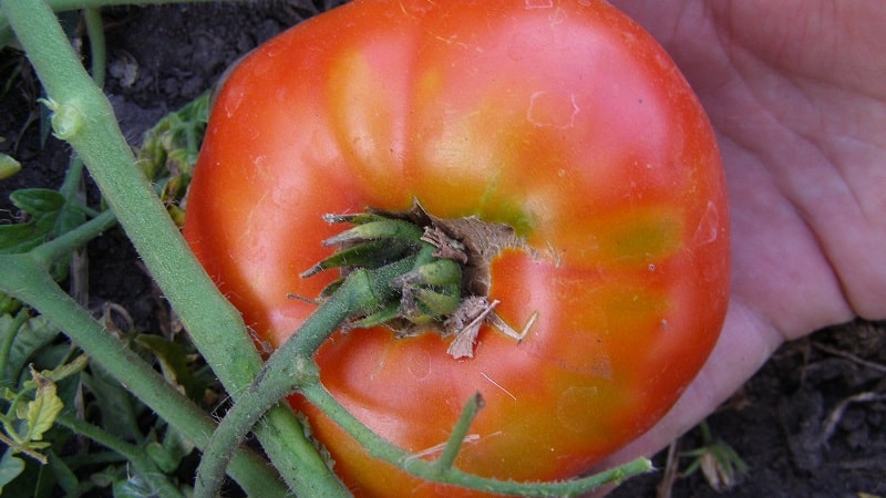 Favoriete tomaten van tuinders: Gastvrije tomaten: we zullen ondanks de weersomstandigheden een rijke oogst telen