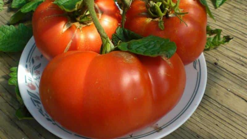 Tomates favoritos dos jardineiros: Tomates hospitaleiros: teremos uma rica colheita, apesar das condições climáticas