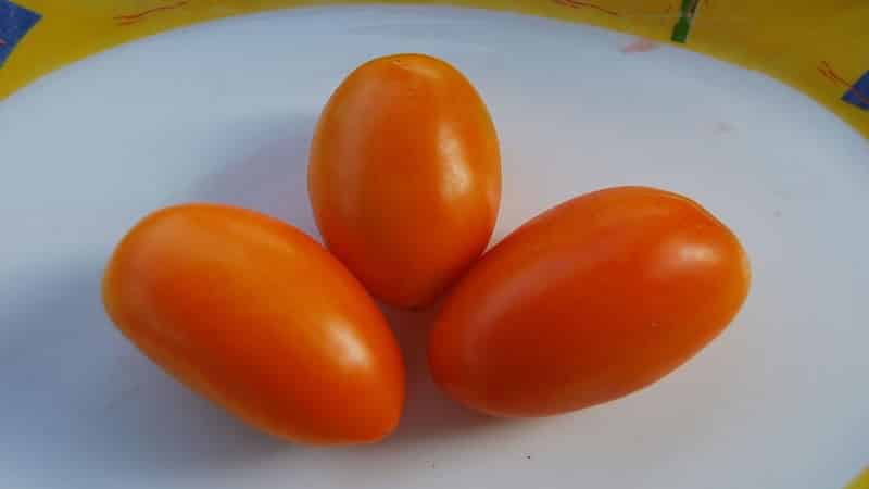 Extremely viable, tasty and prolific Chanterelle tomato