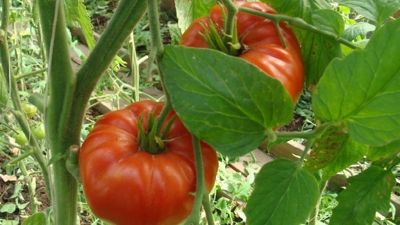 Dans quelle mesure la tomate Eternal Call est-elle résistante aux maladies et qu'est-ce qui peut augmenter son rendement ?