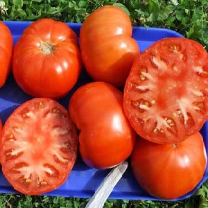 Quanto è resistente il pomodoro Eternal Call alle malattie e cosa può aumentarne la resa?