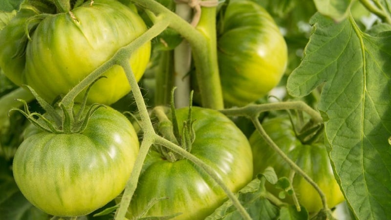 Dans quelle mesure la tomate Eternal Call est-elle résistante aux maladies et qu'est-ce qui peut augmenter son rendement ?