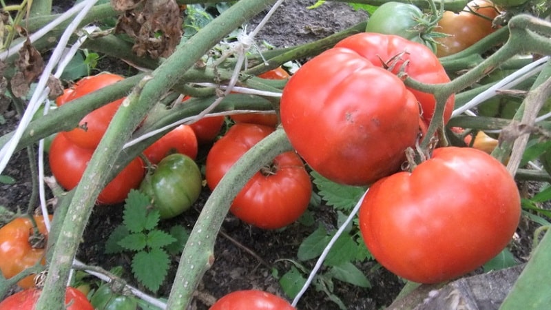 Gaano kalaban ang Eternal Call na kamatis sa sakit at ano ang maaaring magpapataas ng ani nito?