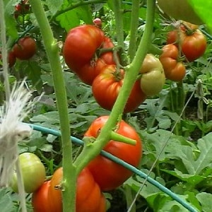 Dans quelle mesure la tomate Eternal Call est-elle résistante aux maladies et qu'est-ce qui peut augmenter son rendement ?