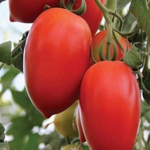 Empress tomato hibrid: arahan untuk menanam di plot anda sendiri dari menyemai hingga menuai