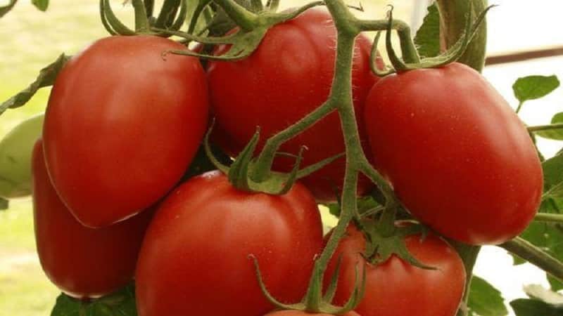 Empress tomato hibrid: arahan untuk menanam di plot anda sendiri dari menyemai hingga menuai