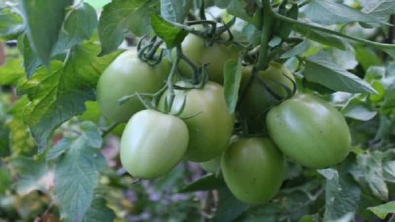 Hybrid tomato Empress: οδηγίες για καλλιέργεια στο δικό σας οικόπεδο από τη σπορά έως τη συγκομιδή