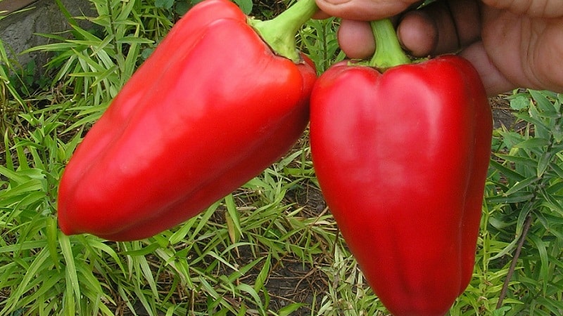 Egyedülálló fajta gazdag terméssel és kiváló ízzel - Ivanhoe paprika: leírás és termesztési tippek