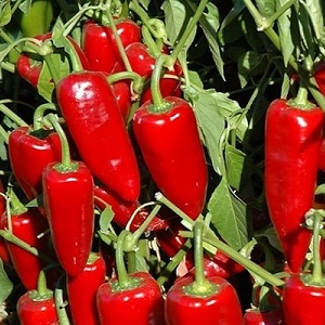 Egyedülálló fajta gazdag terméssel és kiváló ízzel - Ivanhoe paprika: leírás és termesztési tippek