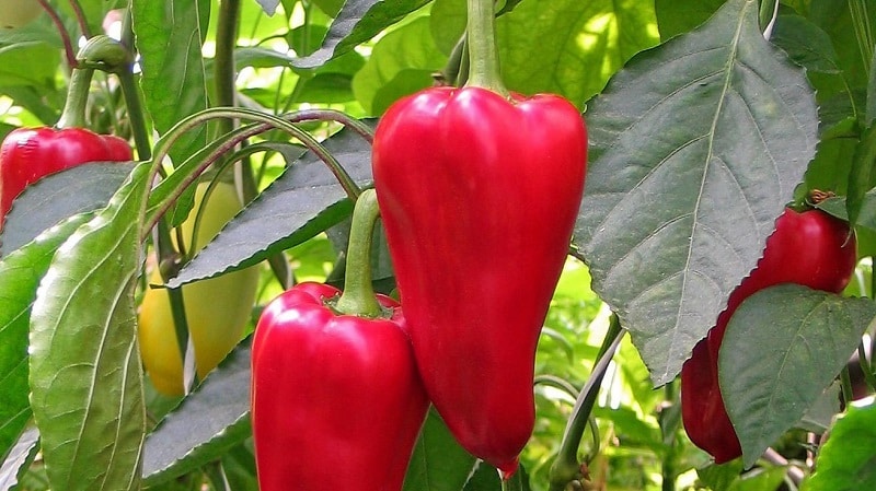 A unique variety with a rich harvest and excellent taste - Ivanhoe pepper: description and growing tips