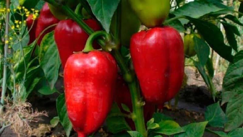 Uma variedade única com rica colheita e excelente sabor - pimenta Ivanhoe: descrição e dicas de cultivo