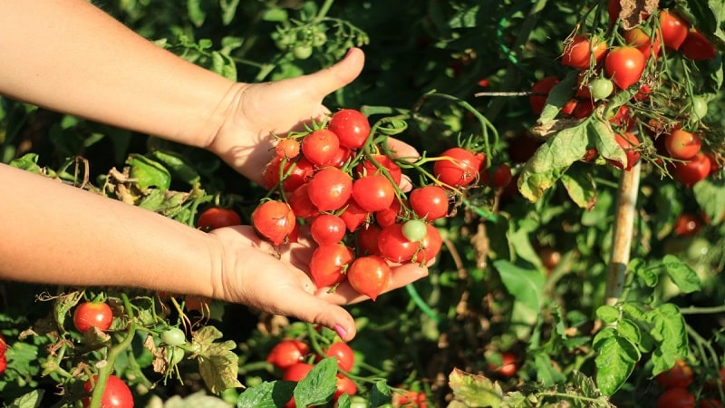 Wie man eine Geranium Kiss-Tomate mit kompakten Büschen, reichhaltigem Geschmack und gleichmäßigem Ertrag anbaut