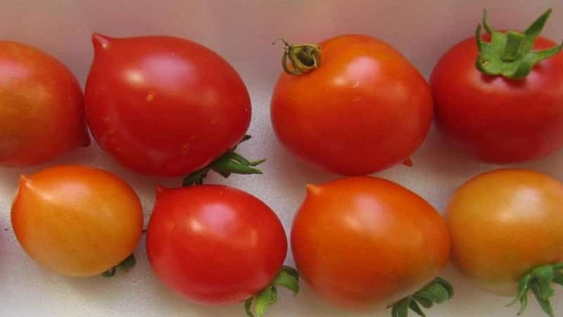 Comment faire pousser une tomate Geranium Kiss avec des buissons compacts, une saveur riche et un rendement constant