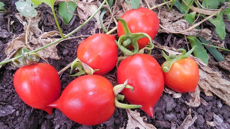 Cara menanam tomato Geranium Kiss dengan semak padat, rasa yang kaya dan hasil yang konsisten